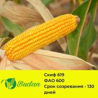 Семена кукурузы Скиф-619, двухлинейный гибрид, ФАО 600