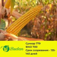 Семена кукурузы Сункар-779, трехлинейный гибрид, ФАО 700
