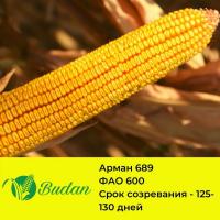 Семена кукурузы Арман-689, двухлинейный гибрид, ФАО 600