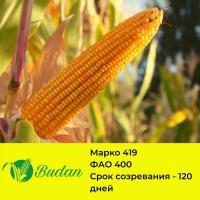 Семена кукурузы Марко-419, двухлинейный гибрид, ФАО 400