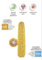 Семена кукурузы, гибрид НС 640