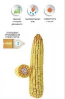 Семена кукурузы, гибрид НС 5051