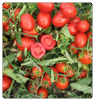 Семена томатов Gigantico F1 - Гигантико F1,от фирмы United Genetics