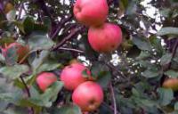 Саженцы яблони Осенняя радость