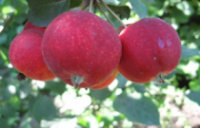 Саженцы яблони Алтайское багряное