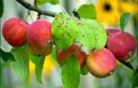Саженцы яблони Алтайское румяное
