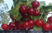 Саженцы вишни Уральская рубиновая