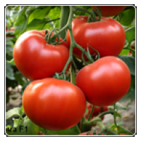Семена томатов АКСИОМА F1 Axion