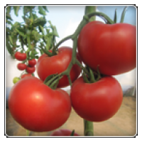 Семена томатов ДИАГРАММА F1 Diagramma