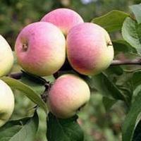 Саженцы яблони Подарок садоводам