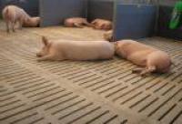 Бетонно-щелевые решетки для свиней