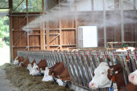 Система охлаждения для коров